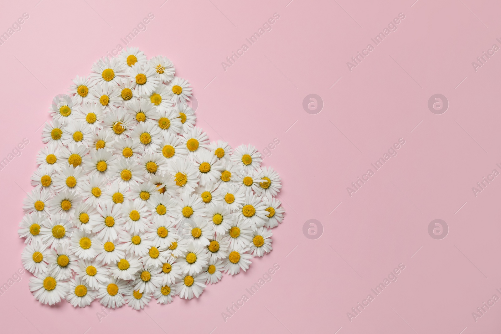 Photo of Heart of daisy flowers on pink background, top view. Space for text