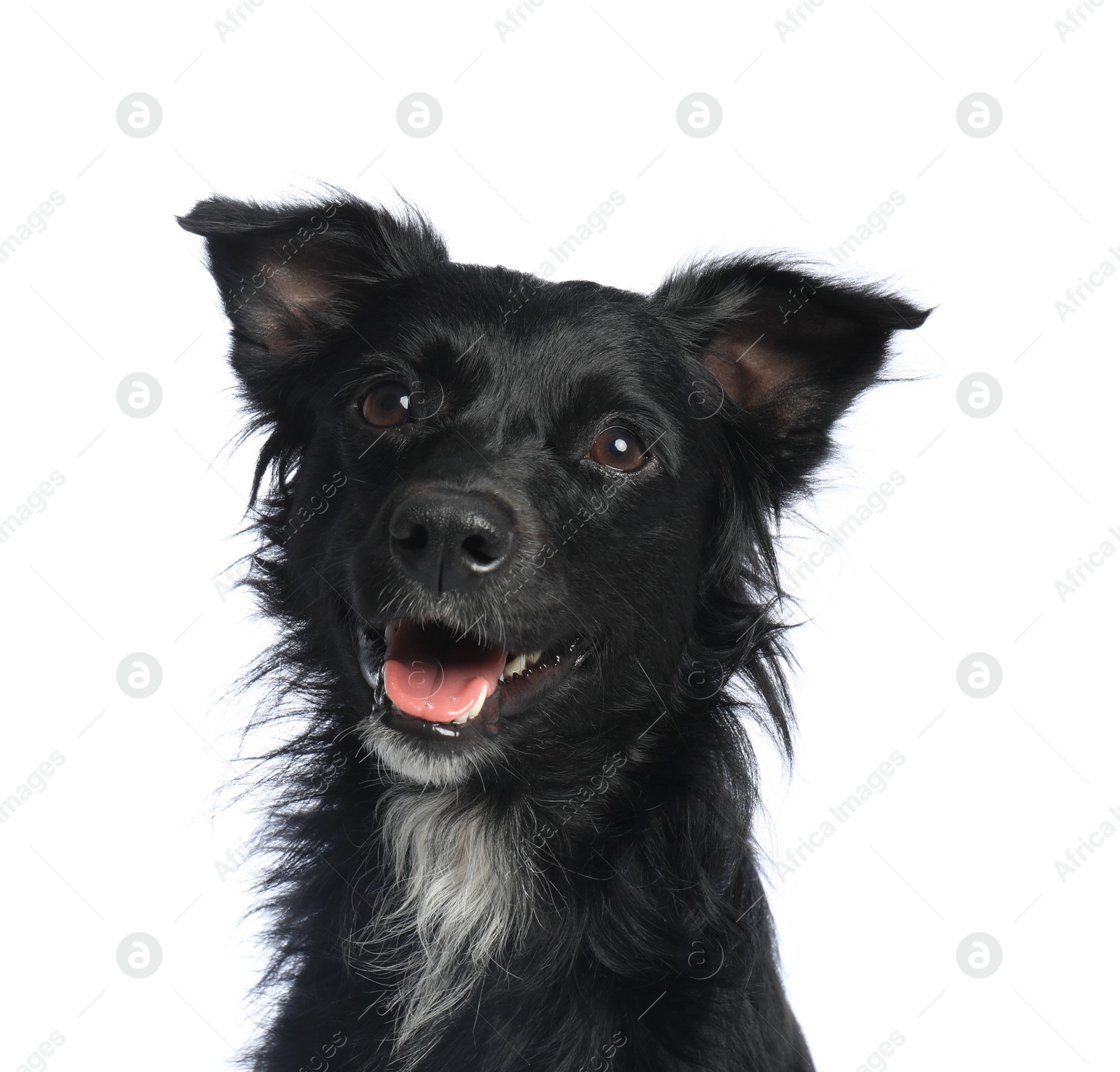 Photo of Cute long haired dog on white background