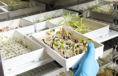 Photo of Scientist taking container with sprouted sunflower seeds from germinator in laboratory, closeup