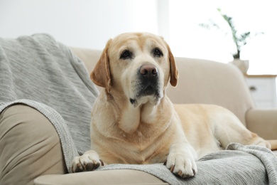Photo of Yellow labrador retriever on cozy sofa indoors