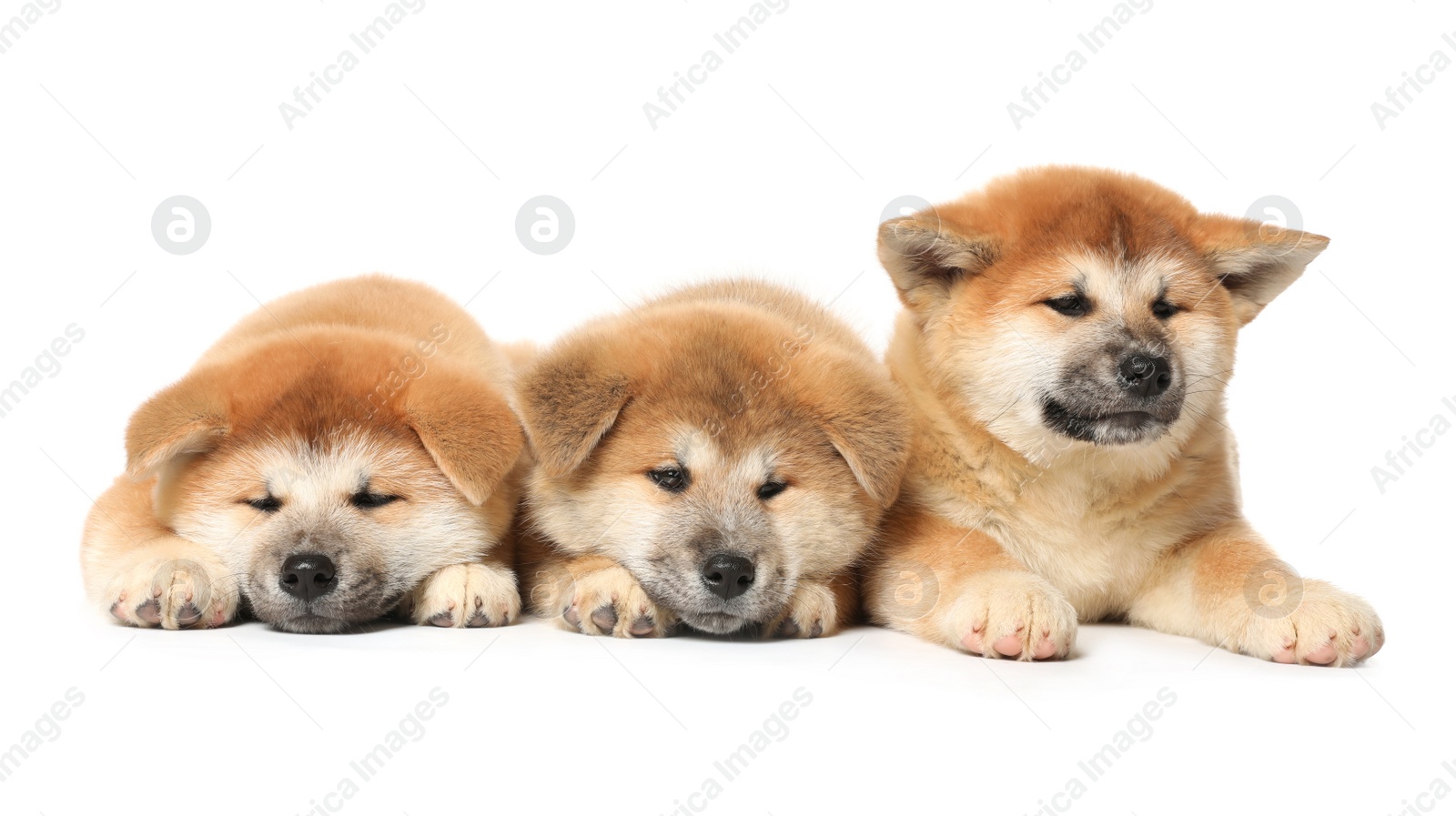 Photo of Cute Akita Inu puppies on white background. Baby animals