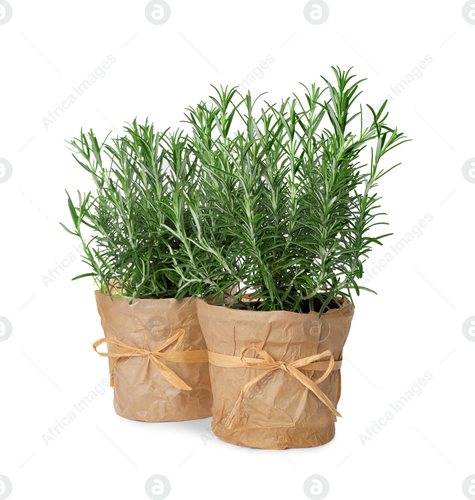 Photo of Aromatic green rosemary in pots on white background