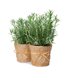 Aromatic green rosemary in pots on white background