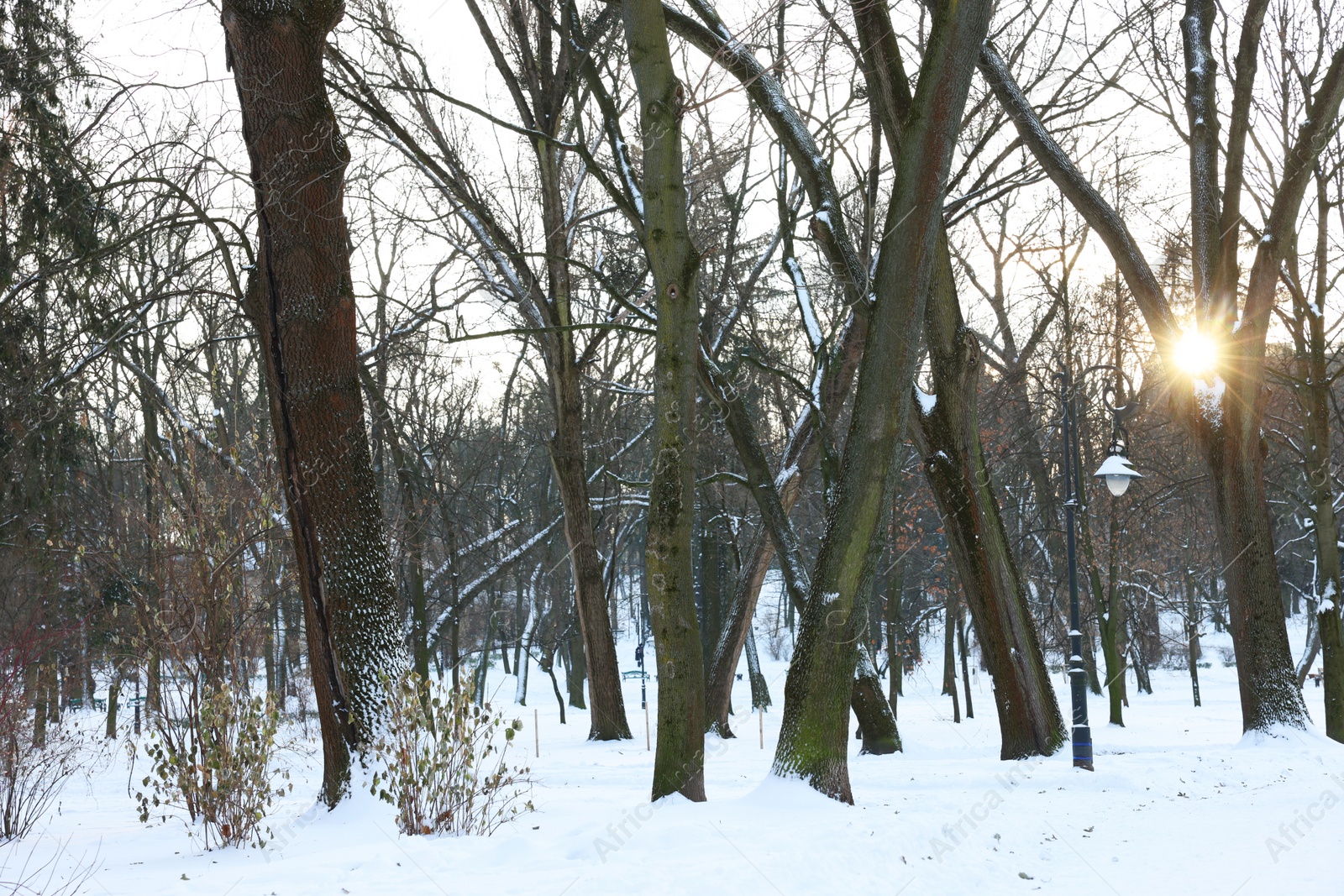 Photo of Sunbeams shining through trees in snowy park