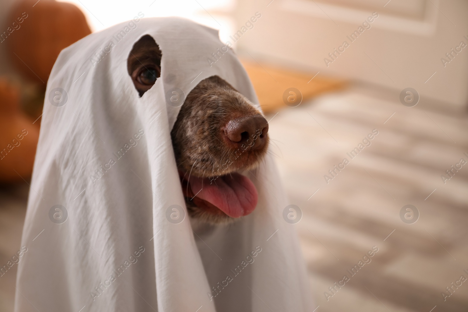 Photo of Adorable English Cocker Spaniel dressed as ghost at home, closeup. Halloween costume for pet