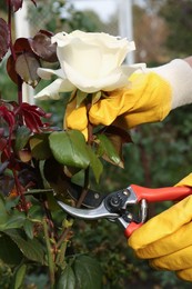 Photo of Woman wearing gloves pruning rose stem by secateurs outdoors, closeup