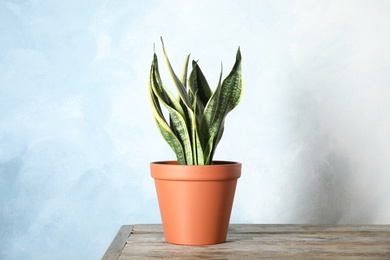 Photo of Beautiful sansevieria plant in pot on table near color wall. Home decor