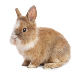 Cute fluffy pet rabbit isolated on white