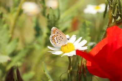 Photo of Beautiful butterfly on chamomile flower outdoors, closeup