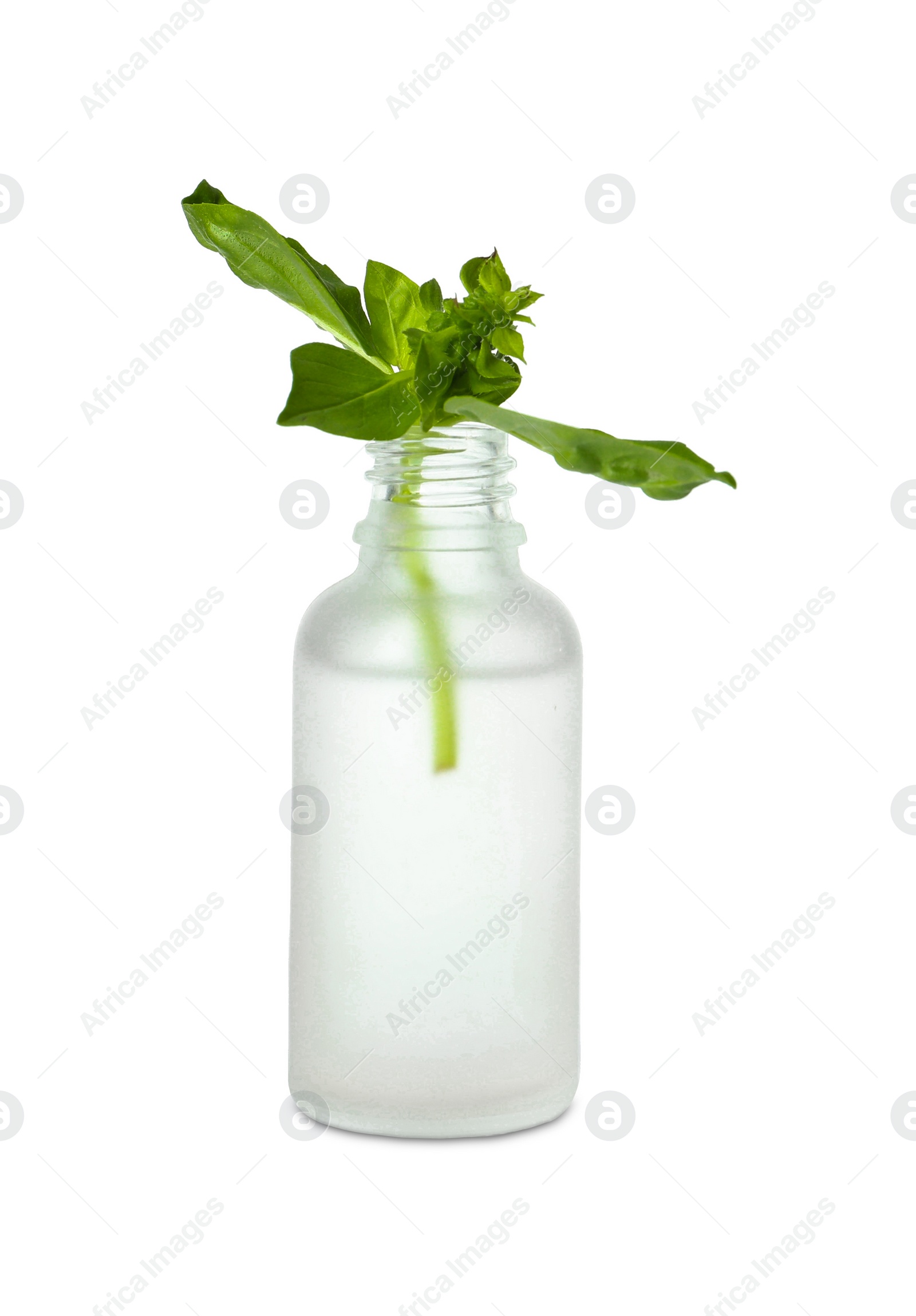 Photo of Bottle of essential oil and basil isolated on white