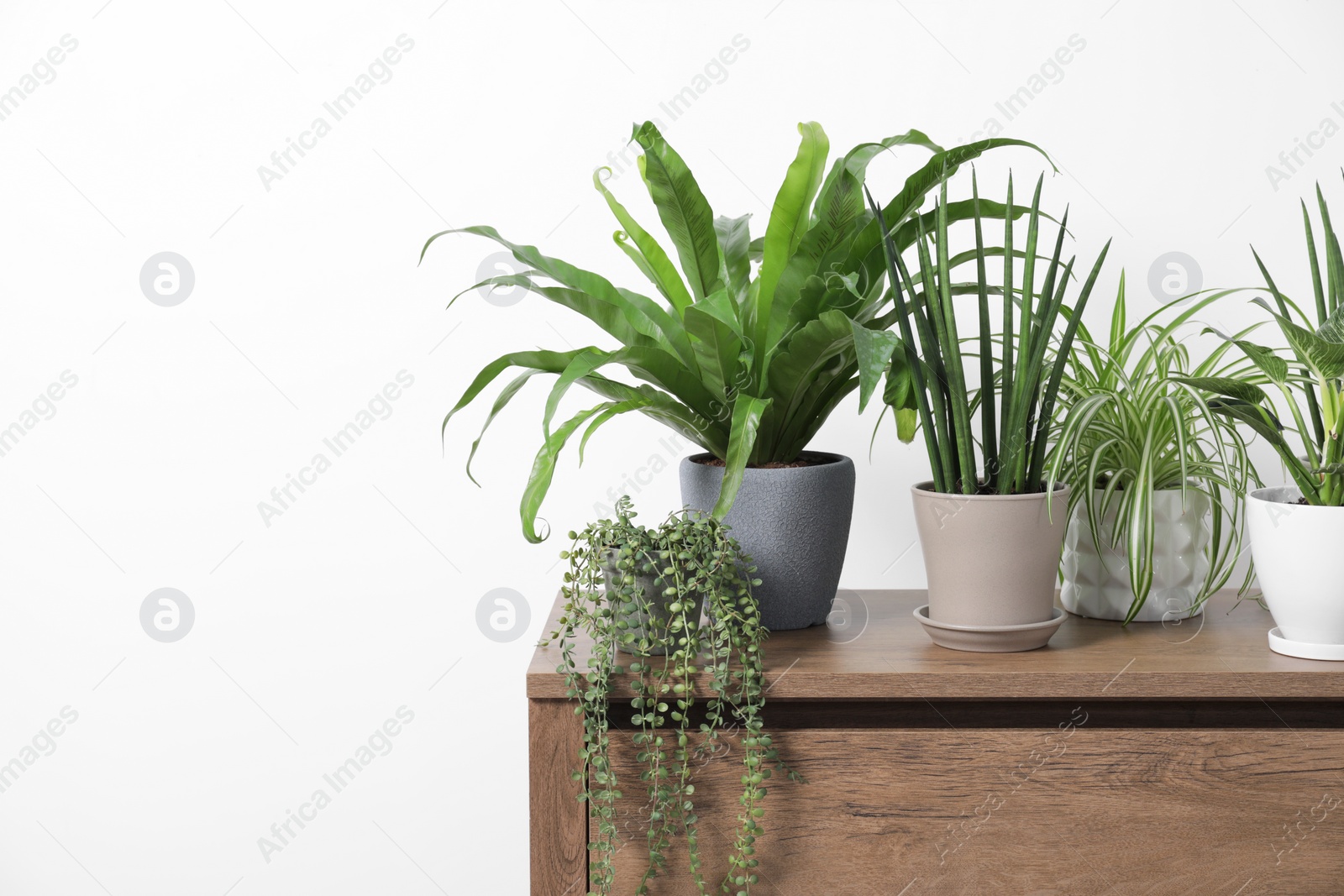 Photo of Green houseplants in pots on wooden chest of drawers near white wall, space for text