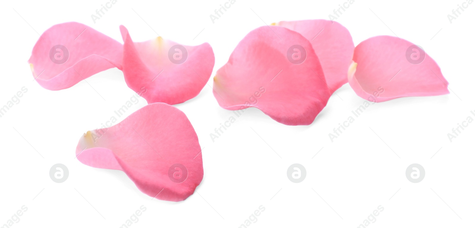 Photo of Beautiful pink rose flower petals on white background