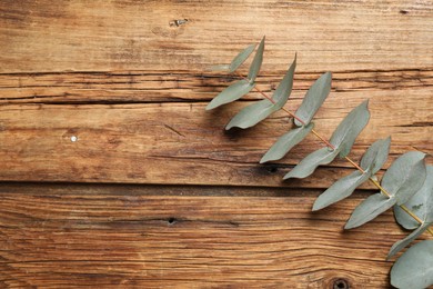 Eucalyptus branch with fresh green leaves on wooden table, top view. Space for text