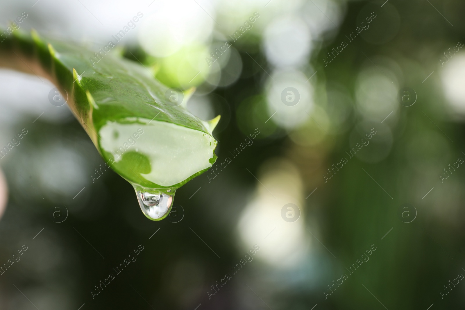 Photo of Aloe vera leaf with dripping juice against blurred background, closeup. Space for text