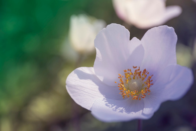 Photo of Beautiful blossoming Japanese anemone flower outdoors on spring day, closeup