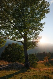 Photo of Morning sun shining over hill with big tree in mountains