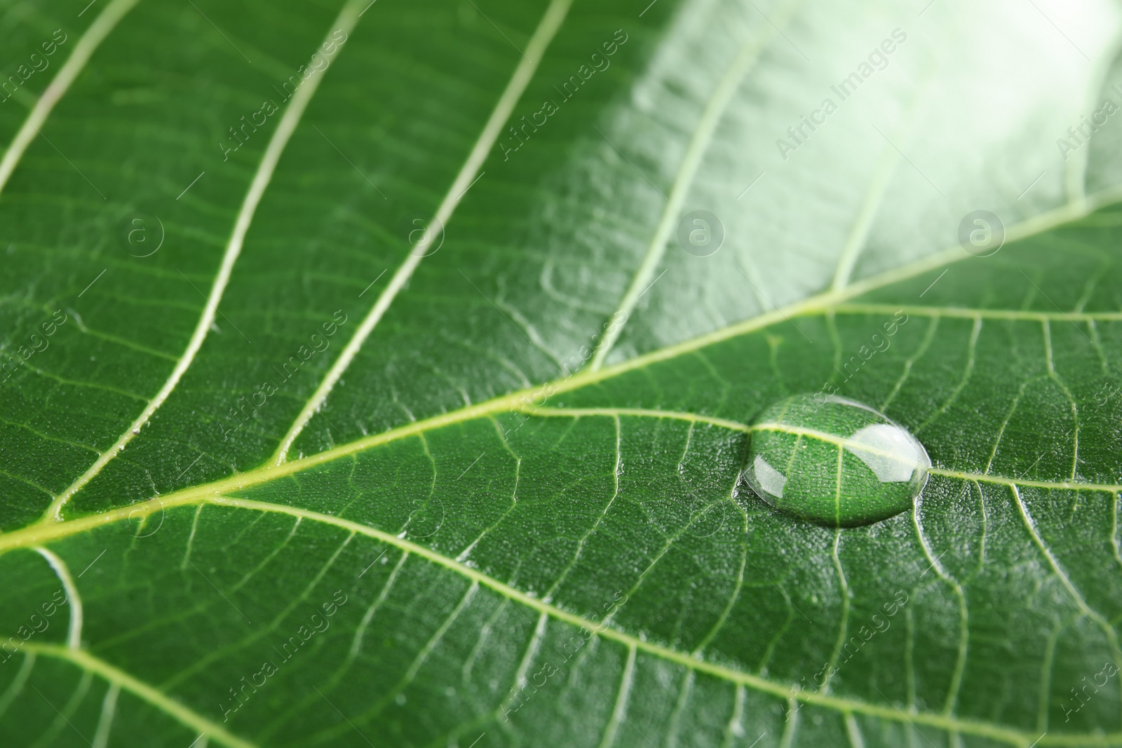 Photo of Beautiful green leaf with water drop, closeup