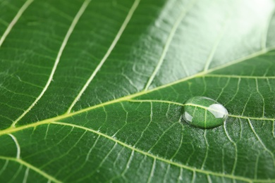 Photo of Beautiful green leaf with water drop, closeup