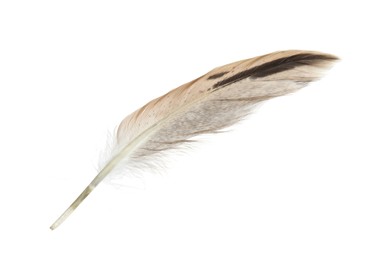 Photo of Beautiful grey bird feather isolated on white