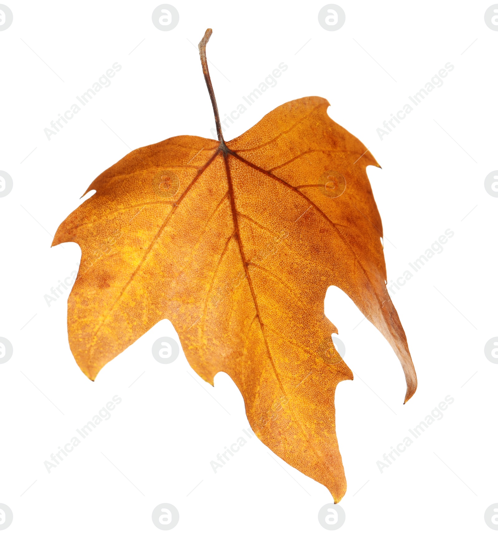 Photo of Beautiful autumn leaf on white background. Fall foliage