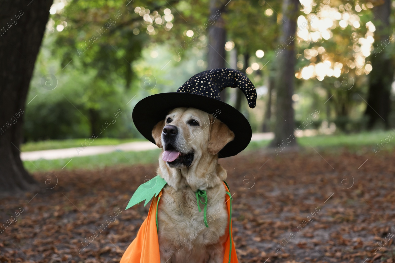 Photo of Cute Labrador Retriever dog wearing Halloween costume in autumn park