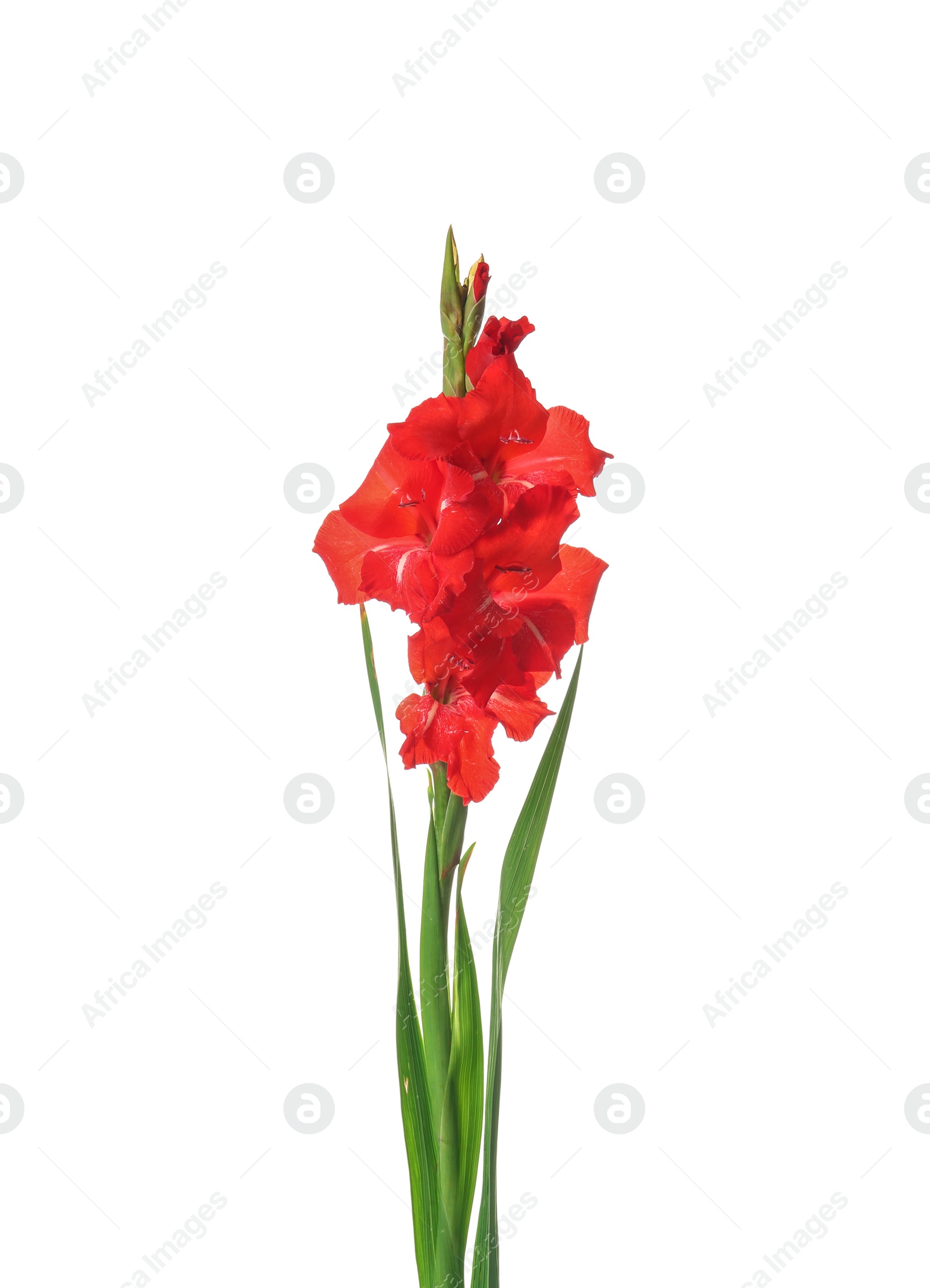 Photo of Beautiful gladiolus flowers on white background