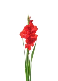 Photo of Beautiful gladiolus flowers on white background