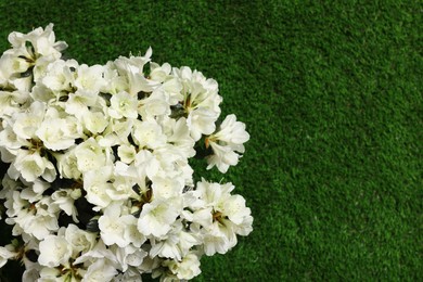 Photo of Beautiful azalea flowers on green grass, top view. Space for text