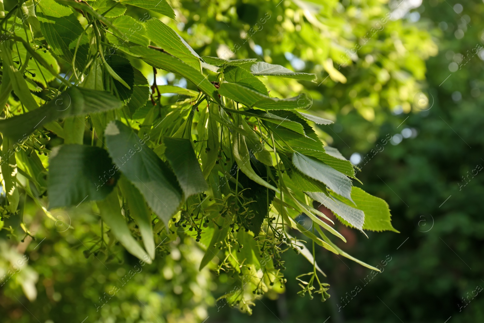 Photo of Closeup view of blossoming linden tree outdoors on sunny spring day