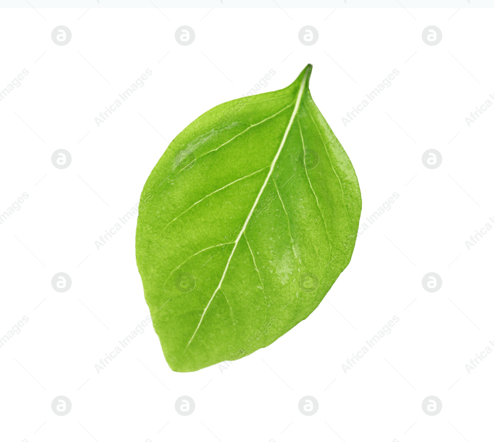 Photo of Fresh green basil leaf on white background