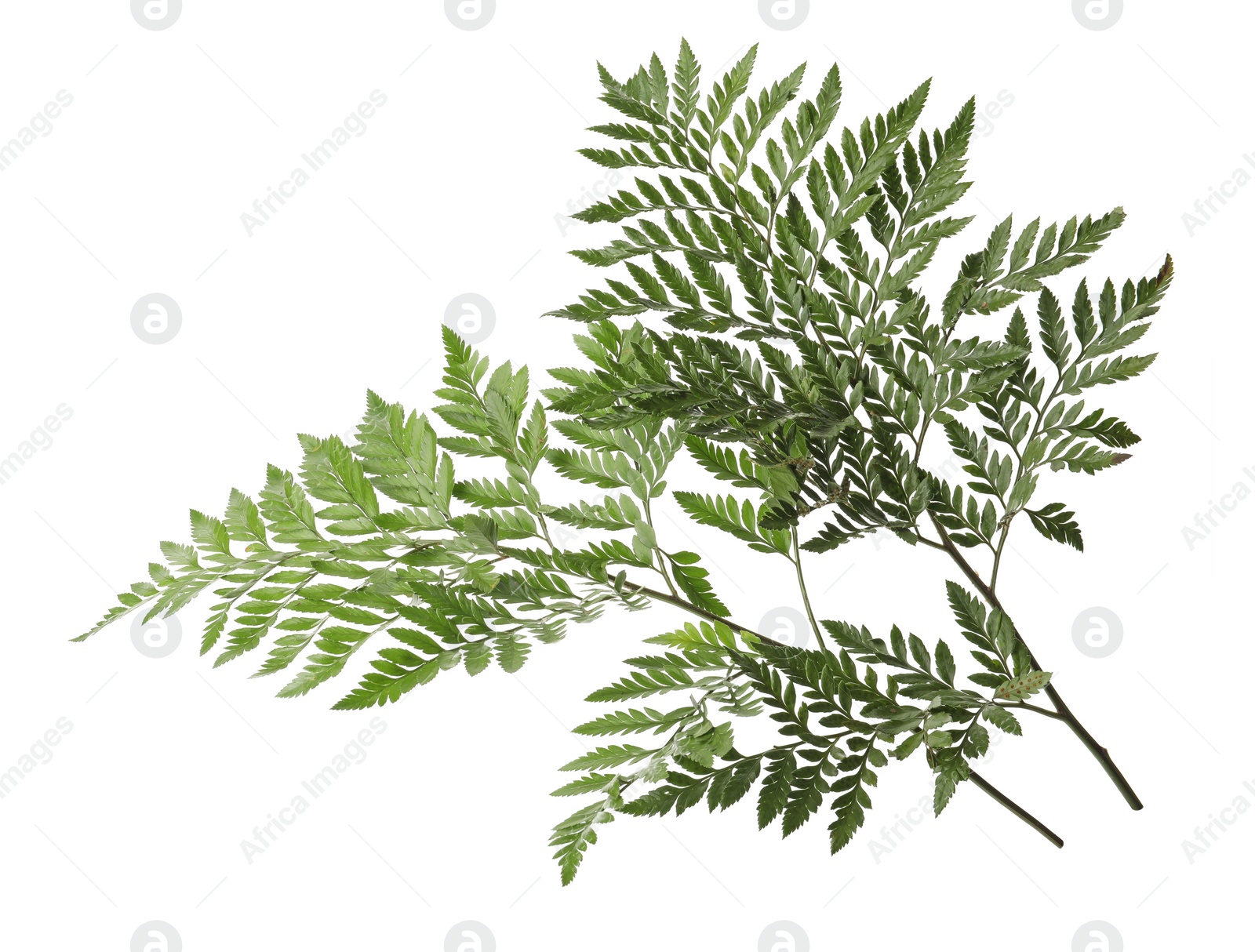 Photo of Beautiful tropical fern leaves on white background