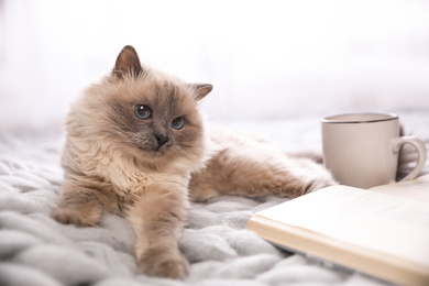 Photo of Birman cat, book and cup of drink on knitted blanket at home. Cute pet