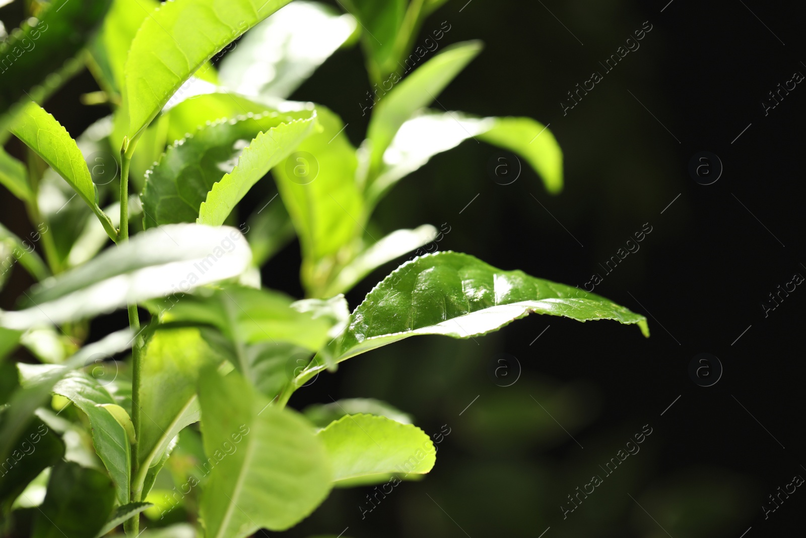 Photo of Closeup view of green tea plant against dark background