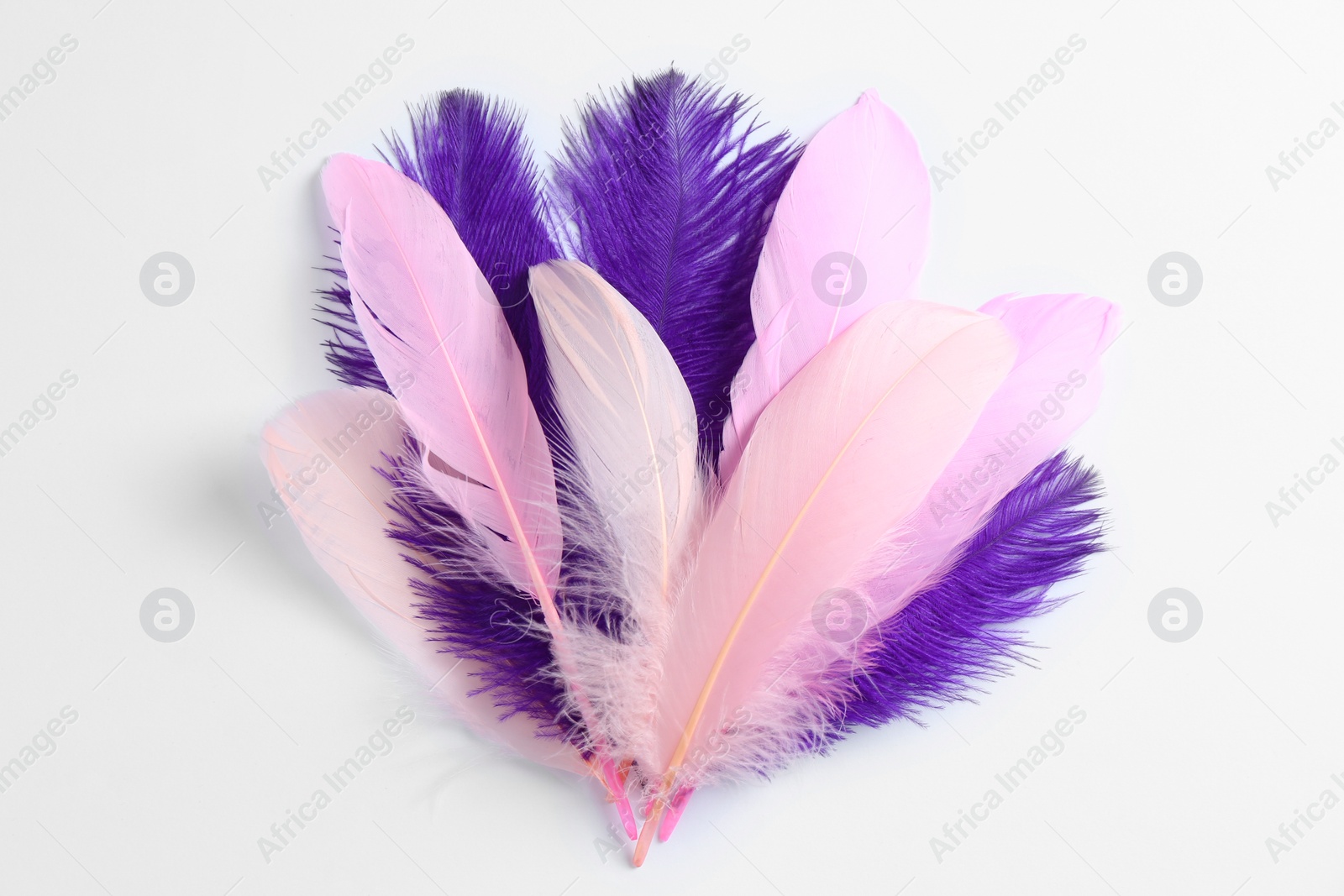 Photo of Beautiful purple and light pink feathers on white background