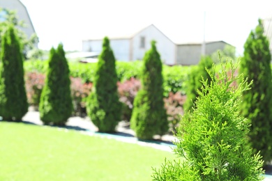 Green conifer bush in beautiful English style garden on sunny day