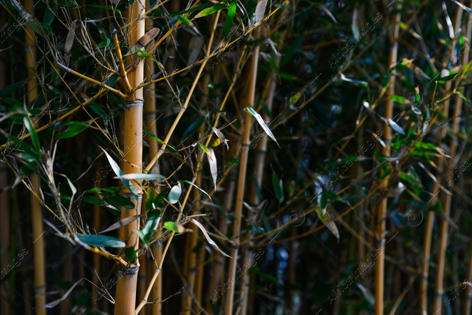 Photo of Beautiful bamboo plants with lush green leaves growing outdoors, closeup