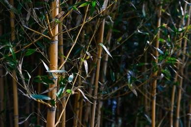 Beautiful bamboo plants with lush green leaves growing outdoors, closeup