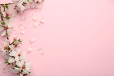 Photo of Spring branch with beautiful blossoms, petals and leaves on pink background, top view. Space for text