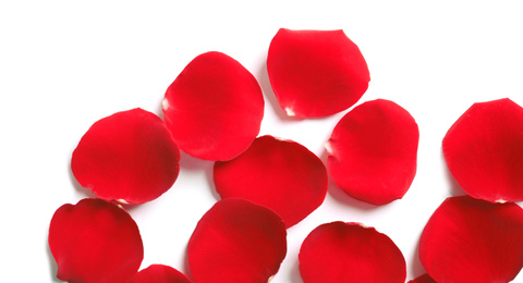 Fresh red rose petals on white background, top view