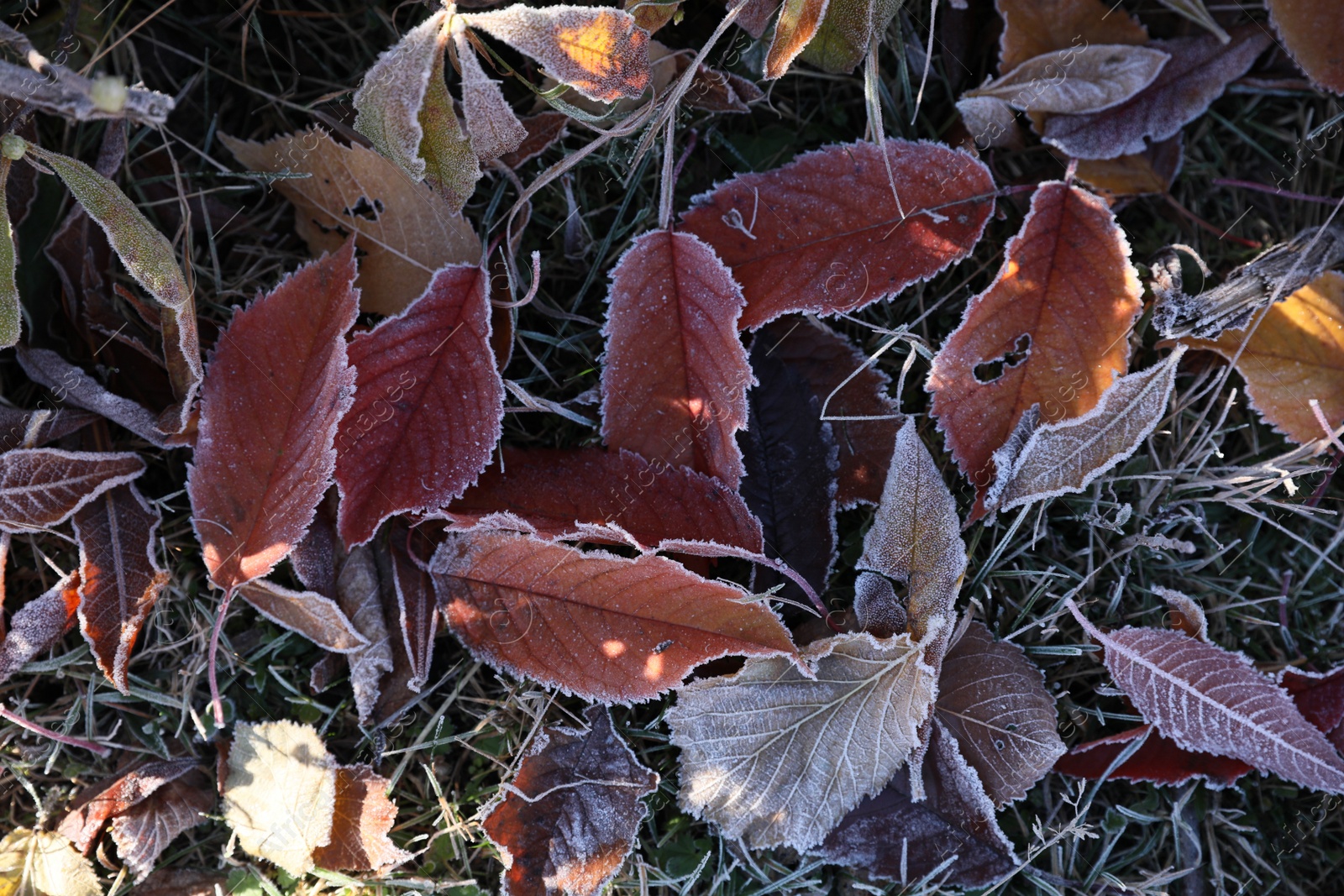 Photo of Beautiful autumn leaves on grass covered with frost outdoors, top view