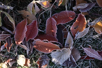 Beautiful autumn leaves on grass covered with frost outdoors, top view