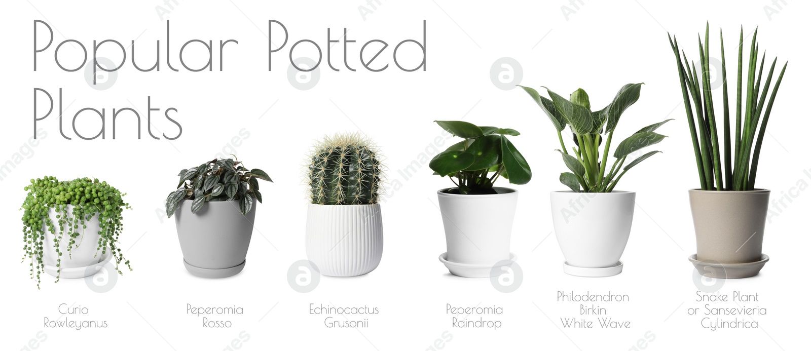 Image of Set of many different popular potted plants with names on white background