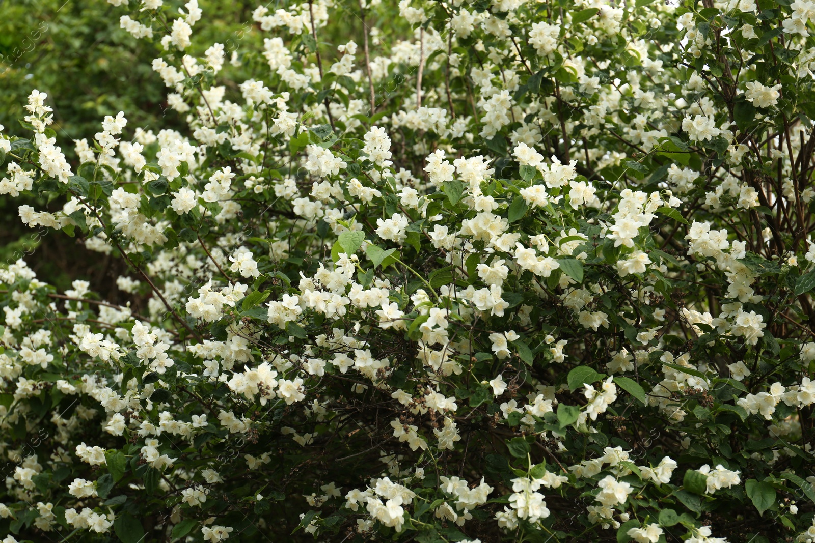Photo of Beautiful jasmine shrub with white flowers outdoors