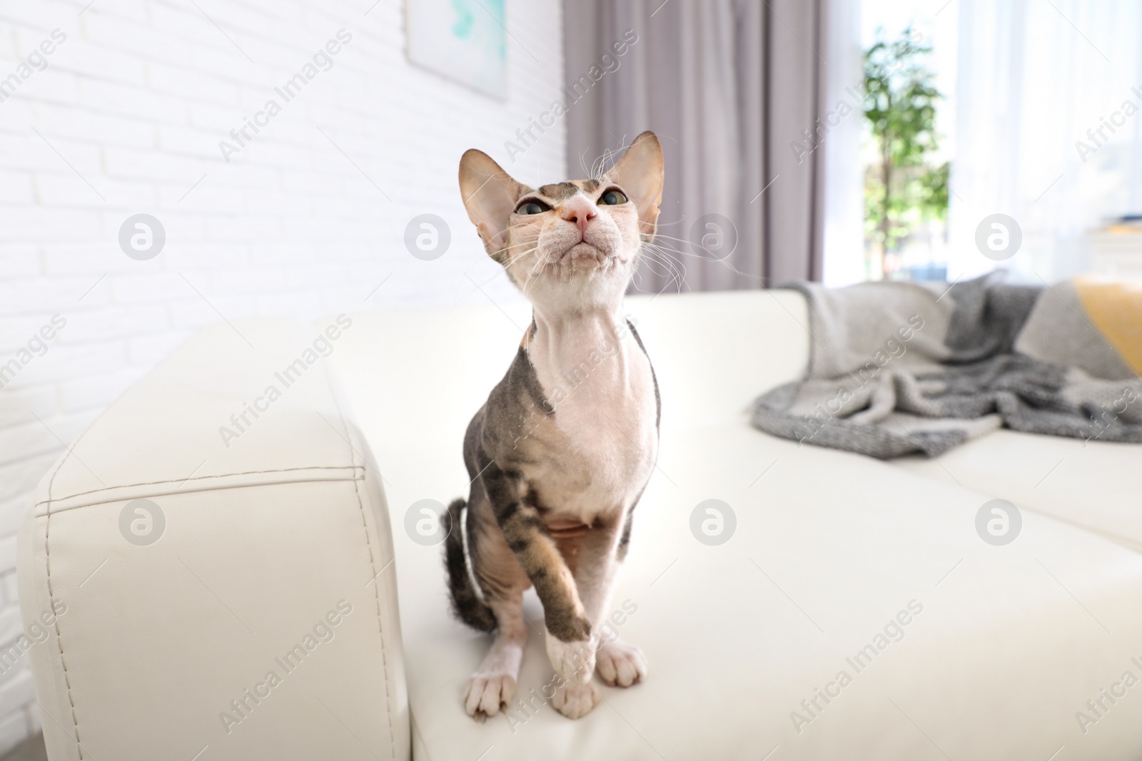 Photo of Adorable Sphynx cat on sofa at home. Cute friendly pet