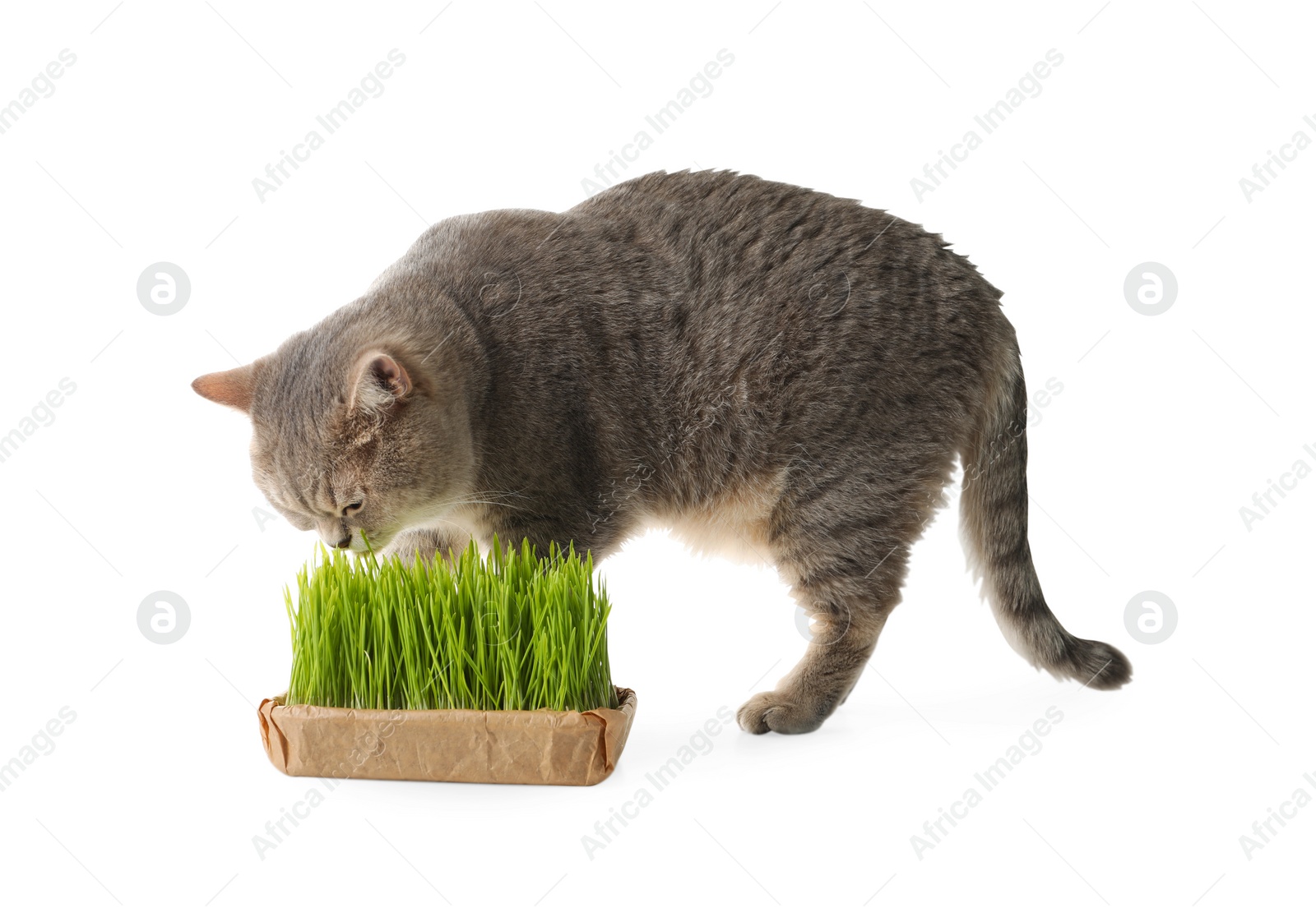 Photo of Cute cat and fresh green grass isolated on white