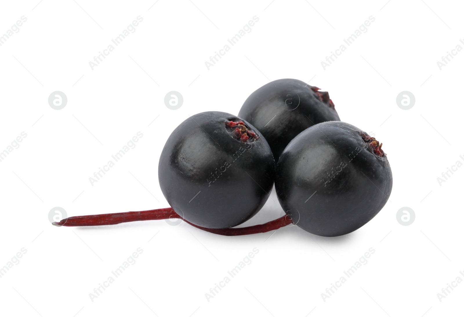 Photo of Delicious ripe black elderberries isolated on white