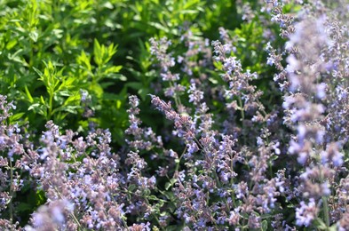 Beautiful blooming lavender plants in garden outdoors, closeup