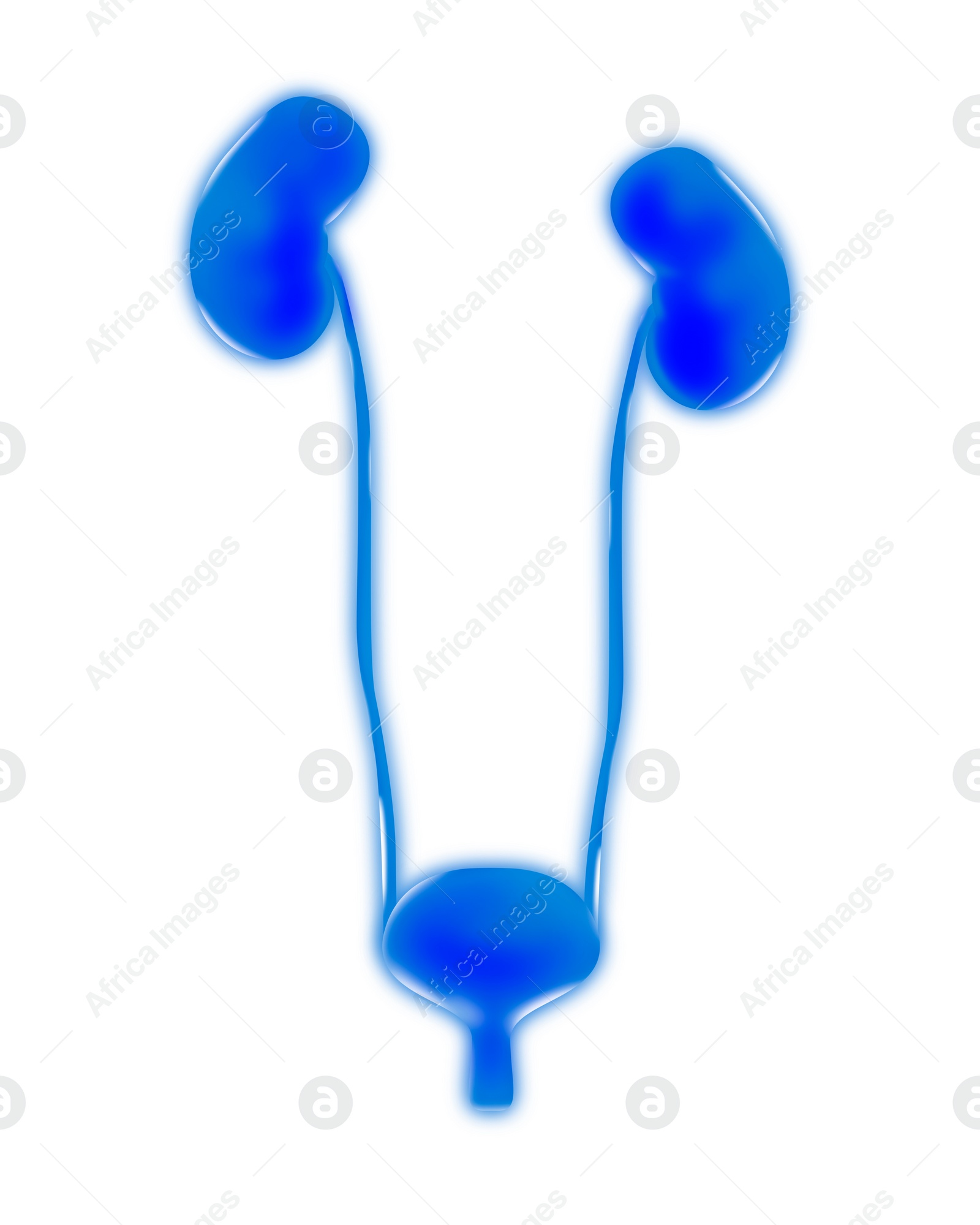 Image of Human urinary system on white background, vector illustration