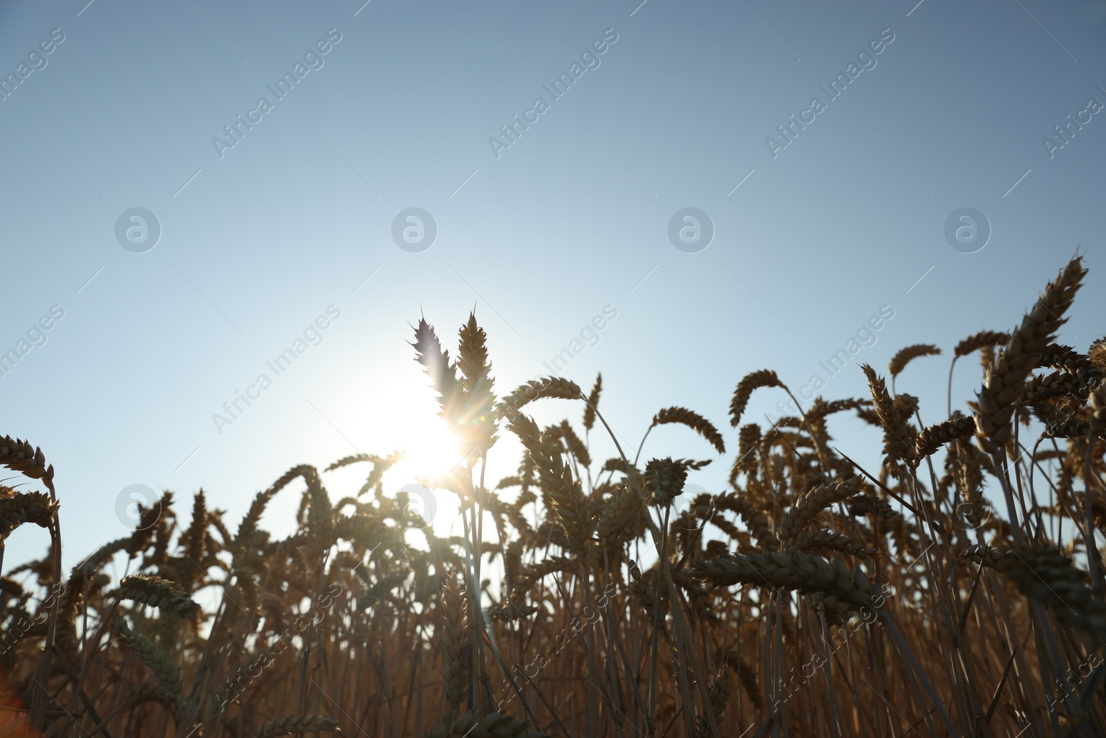 Photo of Beautiful agricultural field with ripening wheat under blue sky on sunny day, closeup. Low angle view