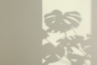 Photo of Shadows from plant on white wall indoors